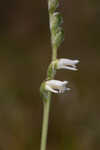 Texas lady's tresses